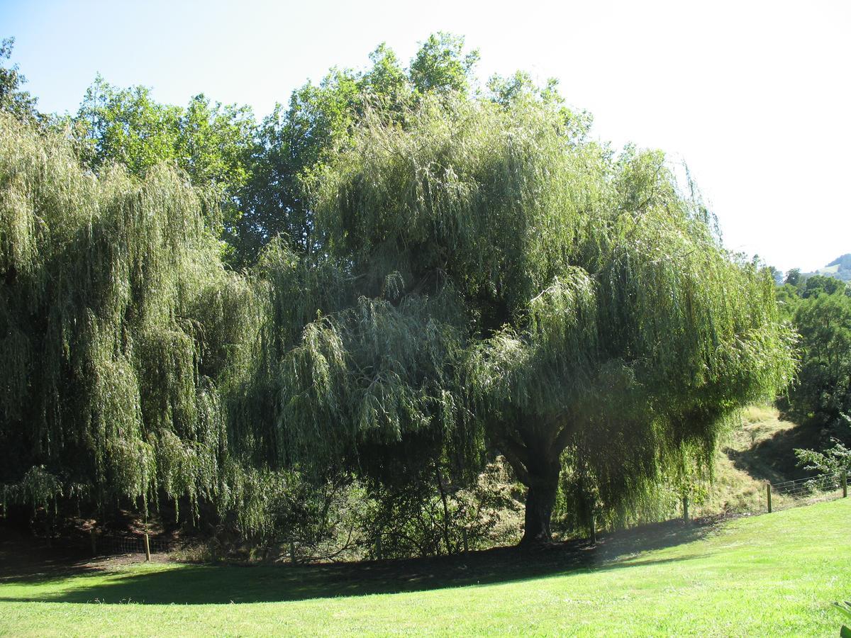 Karapiro Willows Luxury B&B Cambridge Zewnętrze zdjęcie